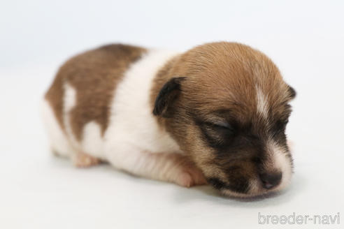 成約済の神奈川県のジャックラッセルテリア-152556の2枚目